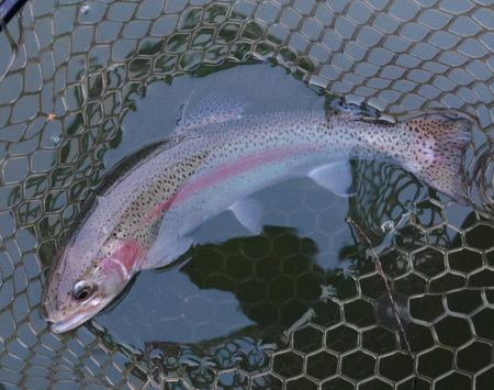 全面結氷！大安トラウトレイク